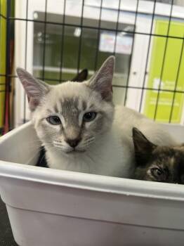 Sno Ball -  Domestic Short Hair Cat for Adoption in Blanchard, Oklahoma - Sno Ball | PetCurious