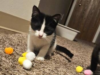 Domestic Short Hair Cats Available for Adoption - COOKIE | PetCurious