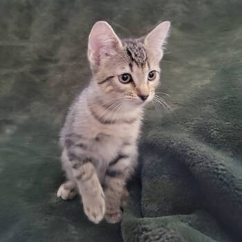 Arwen -  Domestic Short Hair Cat for Adoption in San Tan Valley, Arizona - Arwen | PetCurious
