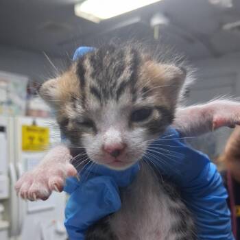 Hydra -  Domestic Short Hair Cat for Adoption in Summerville, South Carolina - Hydra | PetCurious