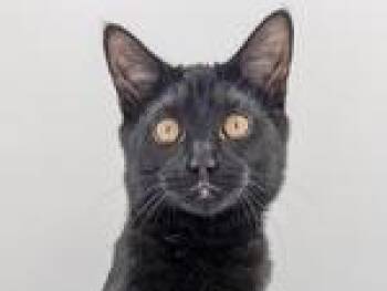 Xeni -  Domestic Short Hair Cat for Adoption in Powell, Ohio - Xeni | PetCurious