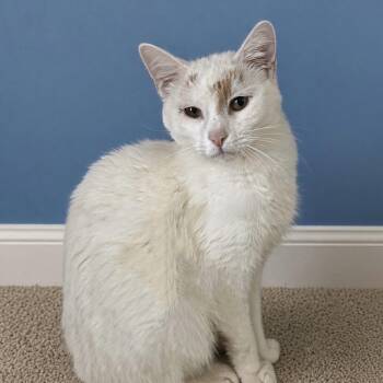 Ghost -  Domestic Short Hair Cat for Adoption in Pilot Point, Texas - Ghost | PetCurious