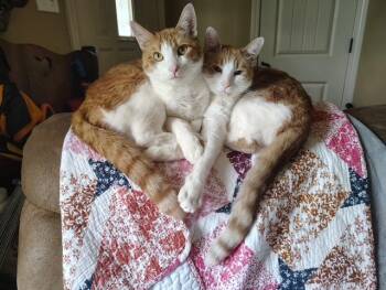 Domestic Short Hair Cats Available for Adoption in Falmouth, Maine - Ray & Lee | PetCurious