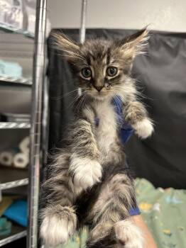 Ronaldo -  Domestic Long Hair and Ragamuffin Cat for Adoption in Pacifica, California - Ronaldo | PetCurious