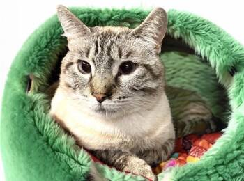 Siamese and Domestic Short Hair Cats Available for Adoption in Fort Lauderdale, Florida - WILKIE | PetCurious