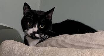 Big Biscuit -  Domestic Short Hair Cat for Adoption in Trenton, New Jersey - Big Biscuit | PetCurious
