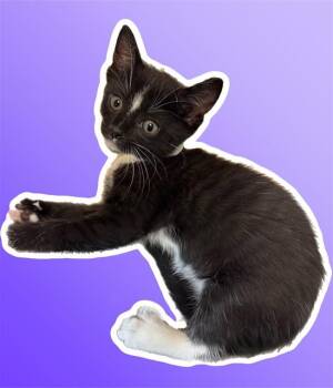 Domestic Short Hair Cats Available for Adoption in Sarasota, Florida - FELICIA | PetCurious