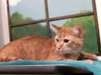 JAMES -  Domestic Short Hair Cat for Adoption in Houston, Texas - JAMES | PetCurious