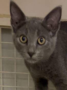 SMOKEY -  Domestic Short Hair Cat for Adoption in Lake Ozark, Missouri - SMOKEY | PetCurious
