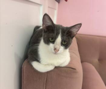 Gidget -  Domestic Short Hair Cat for Adoption in Whittier, California - Gidget | PetCurious