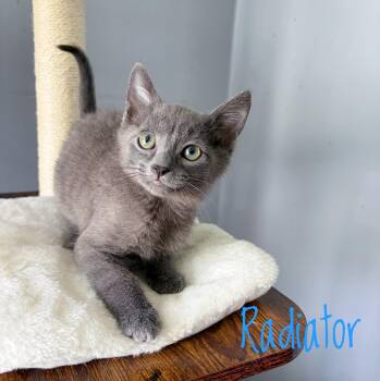 Radiator -  Domestic Short Hair Cat for Adoption in Bethel, Ohio - Radiator | PetCurious