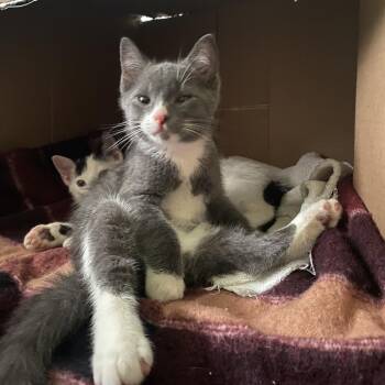 Domestic Short Hair Cats Available for Adoption in South Burlington, Vermont - Hulu | PetCurious