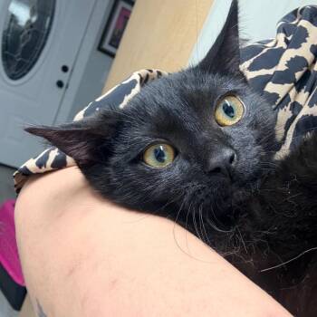 Domestic Short Hair Cats Available for Adoption - Blep - Purr | PetCurious