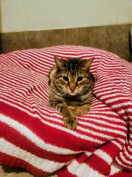 Rescue Domestic Short Hair Cats for Adoption in Swansea, Massachusetts - Junior | PetCurious