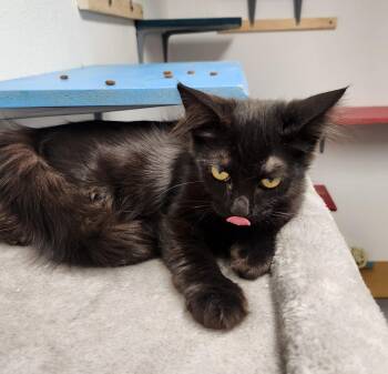 Priscilla -  Domestic Short Hair Cat for Adoption in Yarnell, Arizona - Priscilla | PetCurious