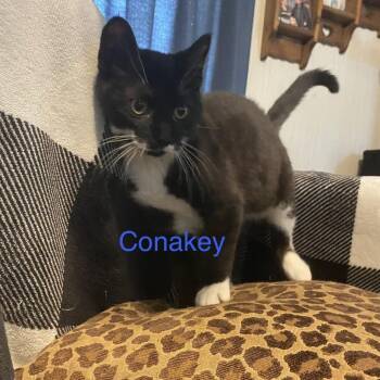 Conakey -  Domestic Short Hair Cat for Adoption in Greenfield, Indiana - Conakey | PetCurious