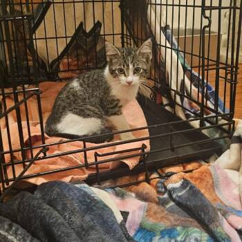 Steve -  Domestic Short Hair Cat for Adoption in Lenexa, Kansas - Steve | PetCurious