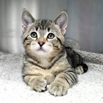 Marlin -  Domestic Short Hair Cat for Adoption in Michigan City, Indiana - Marlin | PetCurious