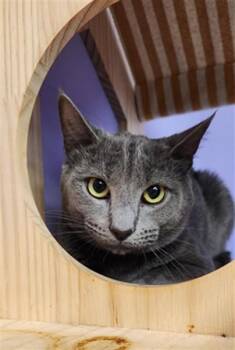 Domestic Short Hair Cats Available for Adoption in Fort Walton Beach, Florida - CAPTAIN TINY TORNADO | PetCurious