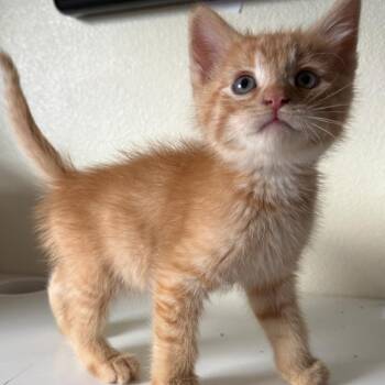 London -  Domestic Long Hair Cat for Adoption in Lander, Wyoming - London | PetCurious
