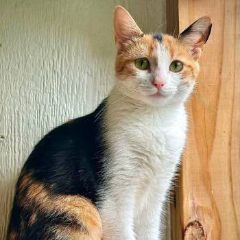 Peppermint Patty -  Domestic Short Hair Cat for Adoption in Leechburg, Pennsylvania - Peppermint Patty | PetCurious