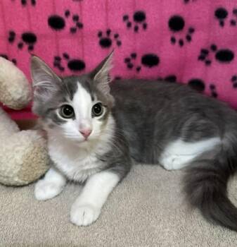 Rescue Domestic Medium Hair Cats for Adoption in Waxahachie, Texas - Violet | PetCurious
