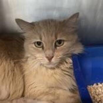 Chacha - Butler Campus -  Domestic Short Hair Cat for Adoption in Flagstaff, Arizona - Chacha - Butler Campus | PetCurious