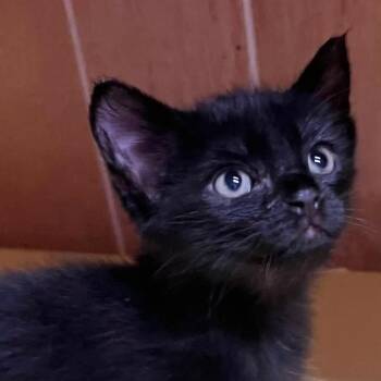 Mikey -  Domestic Short Hair Cat for Adoption in Concord, North Carolina - Mikey | PetCurious