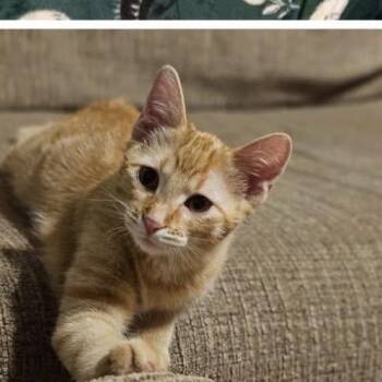 Domestic Short Hair Cats Available for Adoption in Rochester, Minnesota - Cheddar | PetCurious