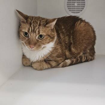Creamsicle -  Domestic Short Hair Cat for Adoption in Fall River, Massachusetts - Creamsicle | PetCurious
