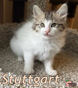 Stuttgart -  Domestic Long Hair Cat for Adoption in Douglasville, Georgia - Stuttgart | PetCurious