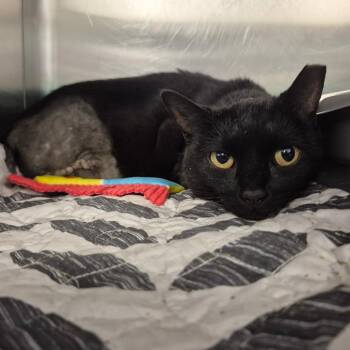 Rosalie -  Domestic Short Hair Cat for Adoption in Newark, New Jersey - Rosalie | PetCurious
