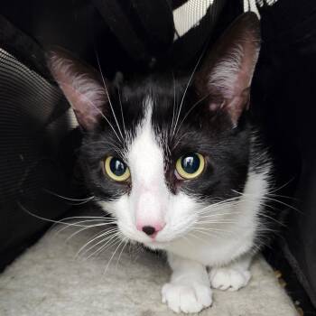 Asher -  Domestic Short Hair Cat for Adoption in Ballston Spa, New York - Asher | PetCurious