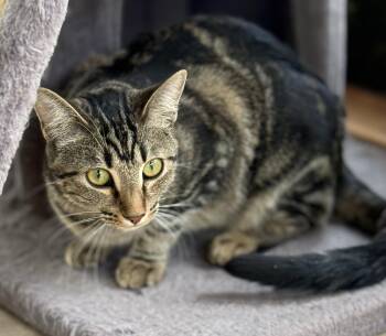 Tabby Cats Available for Adoption in Prescott, Arizona - June | PetCurious