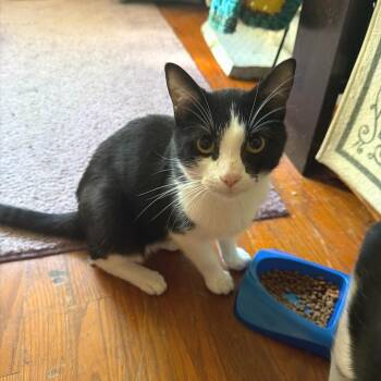 Gambit -  Domestic Short Hair Cat for Adoption in Brownsboro, Alabama - Gambit | PetCurious