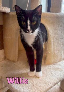 Willie -  Domestic Short Hair Cat for Adoption in Rome, Georgia - Willie | PetCurious