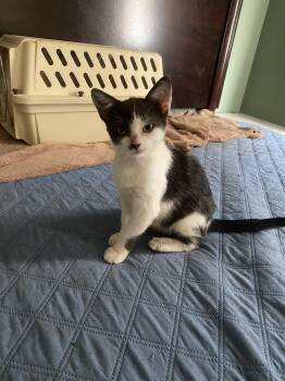Pinky (Loves Attention) -  Tuxedo Cat for Adoption in Mobile, Alabama - Pinky (Loves Attention) | PetCurious