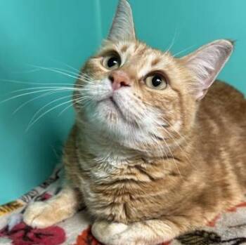Donatella Versace -  Domestic Short Hair Cat for Adoption in Bellingham, Washington - Donatella Versace | PetCurious