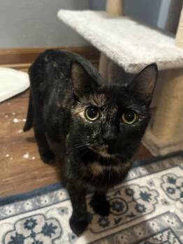 Princess Donut -  Domestic Short Hair Cat for Adoption in Neenah, Wisconsin - Princess Donut | PetCurious