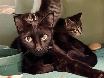 EDAMAME* -  Domestic Short Hair Cat for Adoption in Santa Cruz, California - EDAMAME* | PetCurious