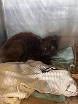 Domestic Short Hair Cats Available for Adoption in Roseville, California - Godiva | PetCurious