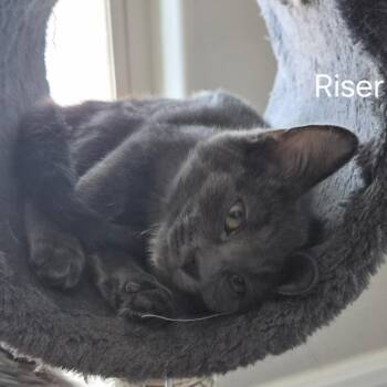 Riser -  Domestic Short Hair Cat for Adoption in Las Vegas, Nevada - Riser | PetCurious