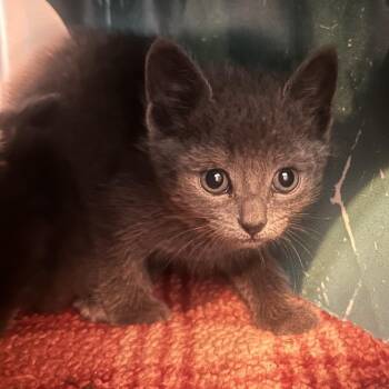 Gia -  Domestic Short Hair Cat for Adoption in Rocky Mount, Virginia - Gia | PetCurious
