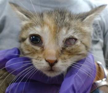 Domestic Short Hair Cats Available for Adoption in Doral, Florida - CANTALOP | PetCurious