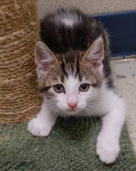 Asher -  Domestic Short Hair Cat for Adoption in Verona, Wisconsin - Asher | PetCurious