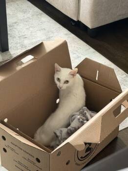 Snow -  Domestic Short Hair Cat for Adoption - Snow | PetCurious