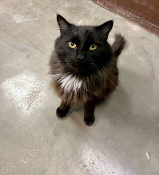 Domestic Long Hair Cats Available for Adoption - Kahlua | PetCurious