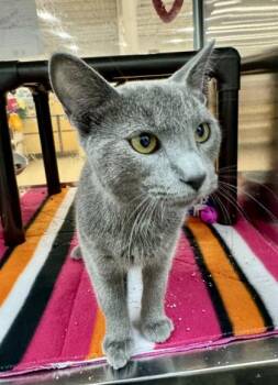 Domestic Short Hair Cats Available for Adoption - Moonshine | PetCurious