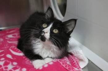 Rescue Domestic Medium Hair and Domestic Short Hair Cats for Adoption in Brunswick, Georgia - Libby | PetCurious