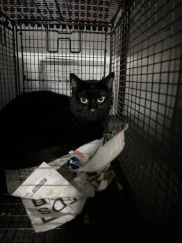 Massimo -  Domestic Short Hair Cat for Adoption in Austin, Texas - Massimo | PetCurious